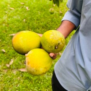 ১২ কেজি হাড়িভাঙ্গা আম হোম ডেলিভারি